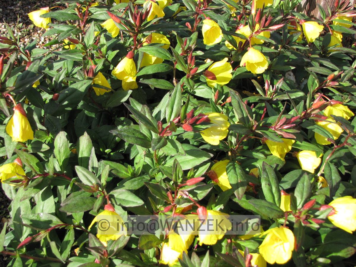 Oenothera tetragona Sonnenwende1.JPG